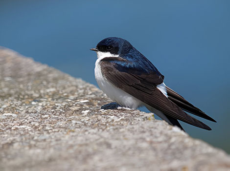 House martin mud nests and aerial agility
