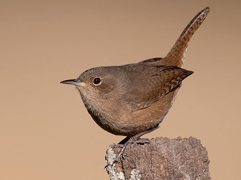 House wren singing and compact size
