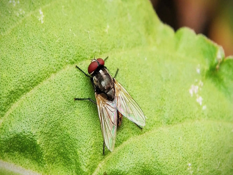 housefly red eyes and common urban pest