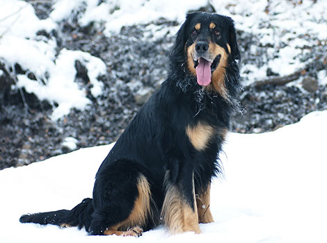 Hovawart guard dog and black-and-tan coat