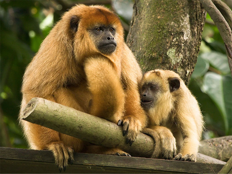 howler monkey vocal behavior and canopy habitat