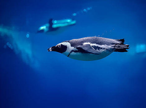 Humboldt penguin cold current habitat and black chest band