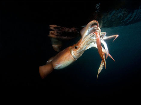 Humboldt squid hunting and deep-sea environment