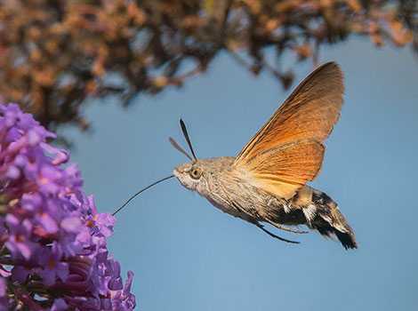 hummingbird hawk moth flight and nectar feeding