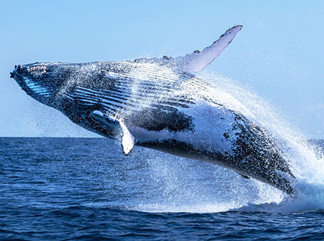 Humpback whale breach and long pectoral fins