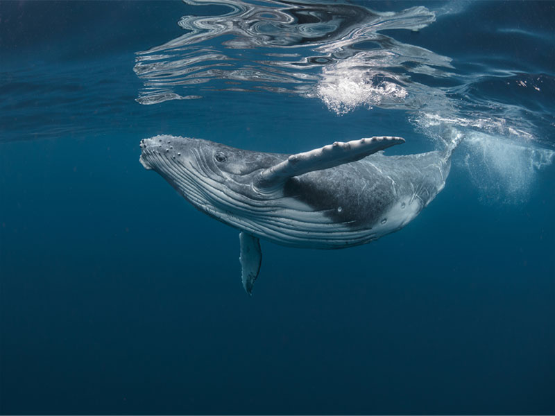 humpback whale breaching and ocean migration