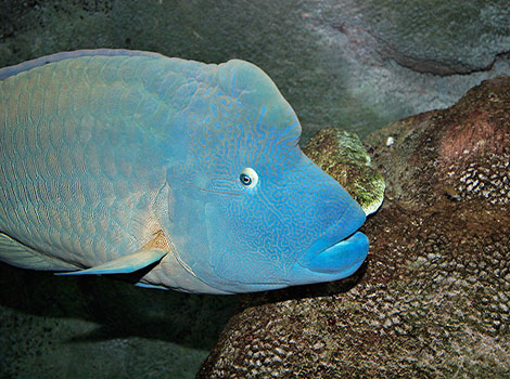 humphead wrasse coral reefs and ecosystem balance