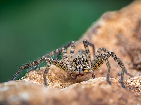 Huntsman spider size and nocturnal hunting behavior