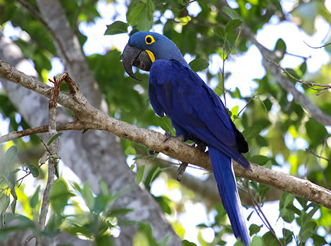Hyacinth macaw large size and strong beak