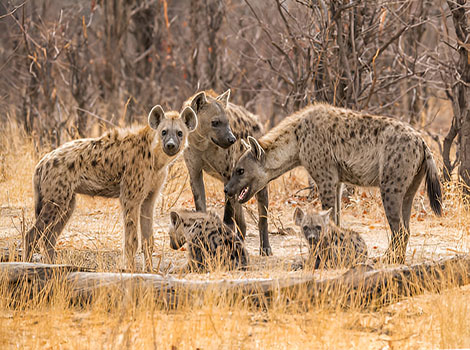 hyena clan behavior and African savanna ecosystem