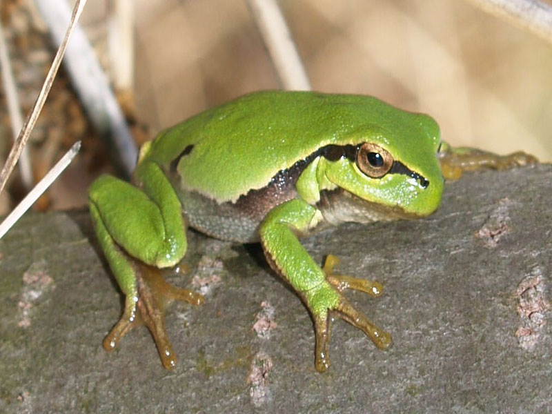 hylid frog tree climbing and toe pad adhesion