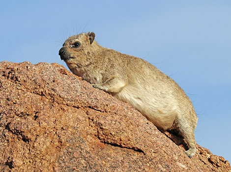 Hyrax rocky terrain and diurnal mammal