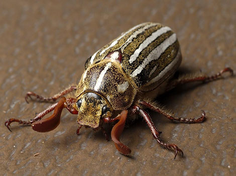 Ten-Lined June Beetle on bark with its distinctive white-striped elytra prominently displayed.
