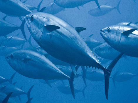 bluefin tuna ocean predator and speed