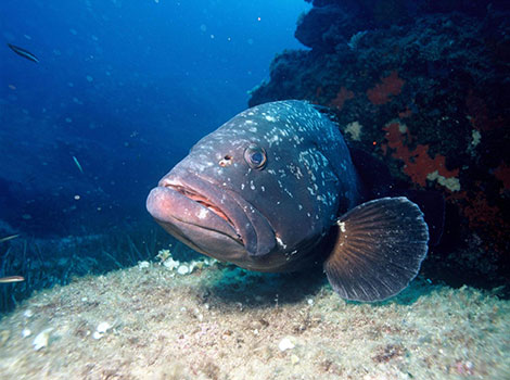 Dusty Grouper anatomy and Mediterranean habitat
