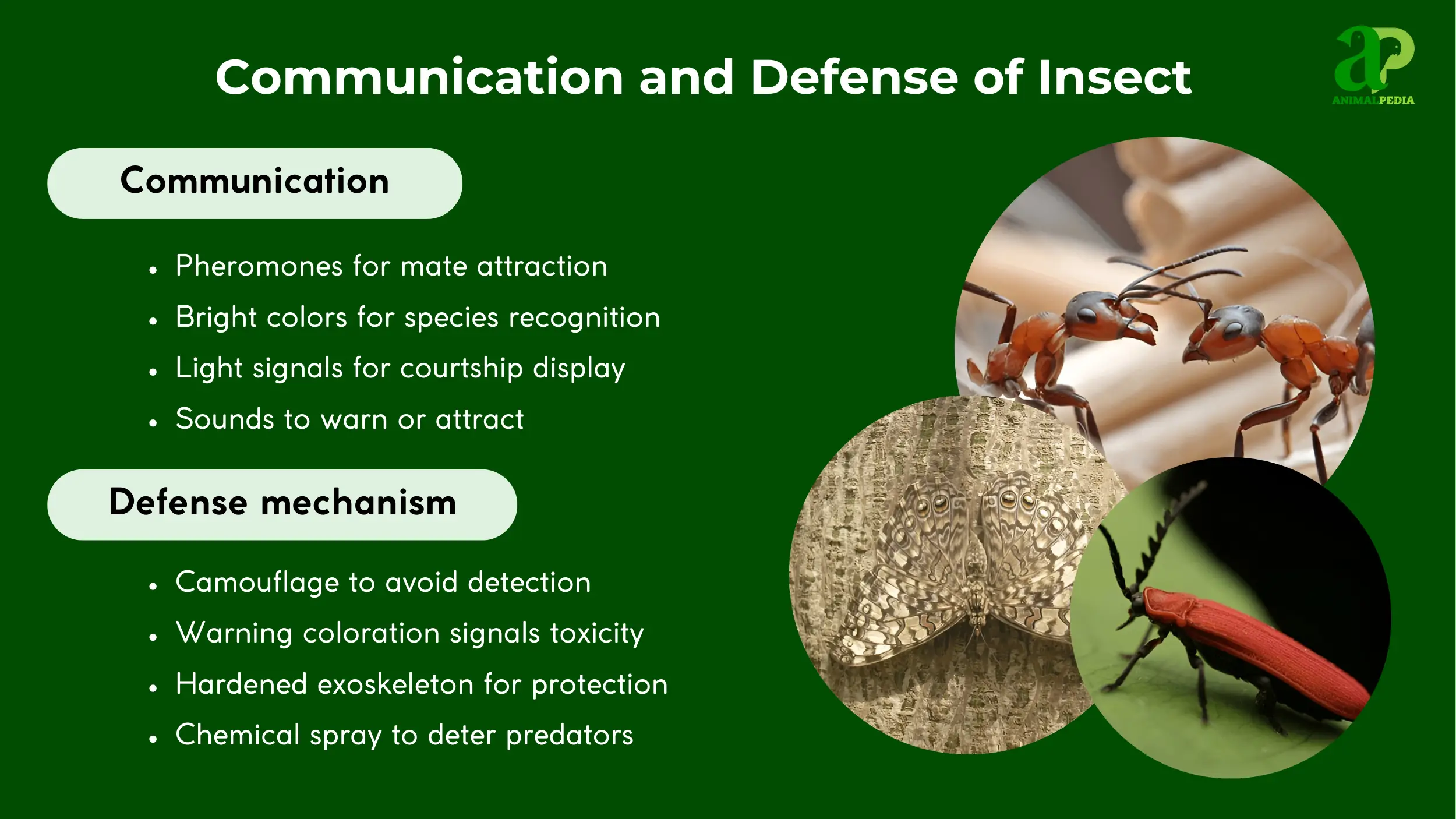 insects communication and defense
