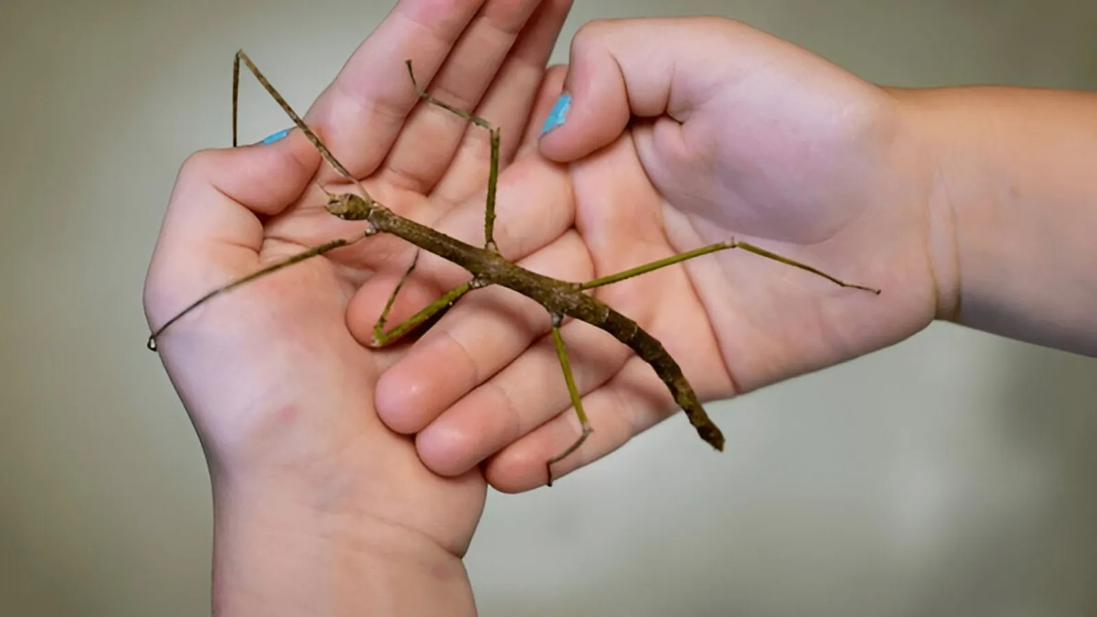 insects make fascinating
