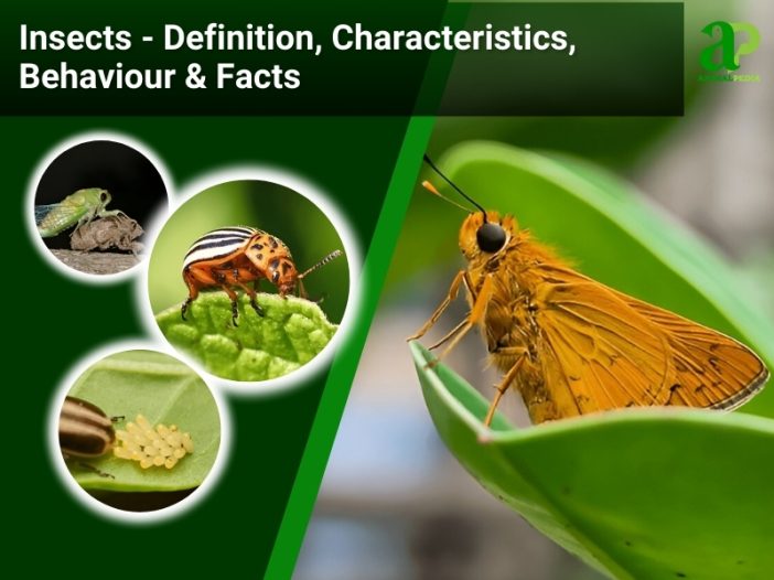Insects Definition Types Behaviors Facts Insects Species Guide 702x526