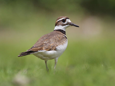 killdeer bird broken-wing display