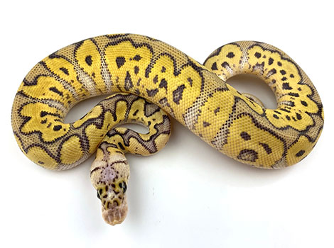 killer clown ball python and habitat details