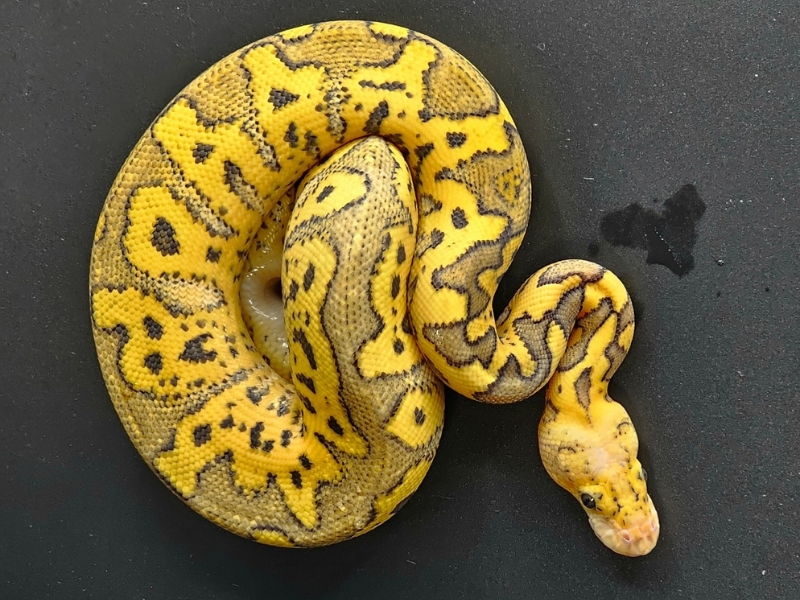 killer clown python color