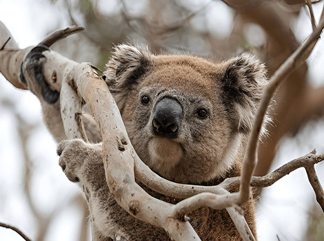 cây bạch đàn koala và môi trường sống tự nhiên ở Úc