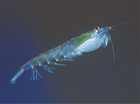 krill swarming behavior and antarctic ecosystem