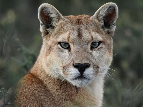 Puma predator and North American rocky habitat