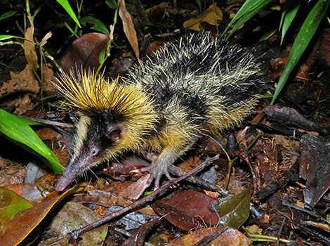 Lowland streaked tenrec showcasing its unique spiny fur