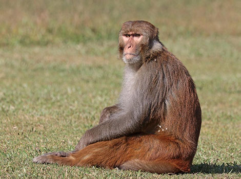 Macaque monkey is looking alert with its striking facial features