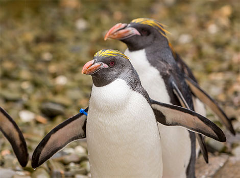 macaroni penguin yellow crest