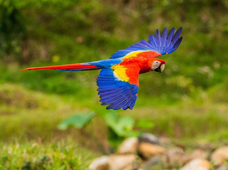 A Macaw flying with vibrant blue, green, red, and yellow plumage