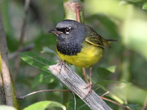 MacGillivray's Warbler montane habitat and shrubs