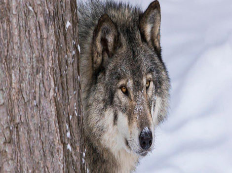 Mackenzie Valley wolf partially hidden behind a tree