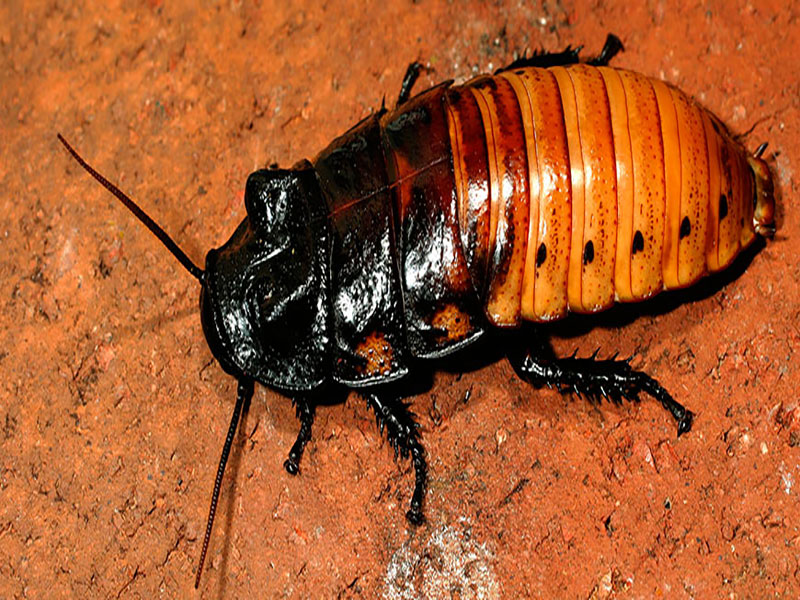 hissing cockroach defense behavior and Madagascar habitat