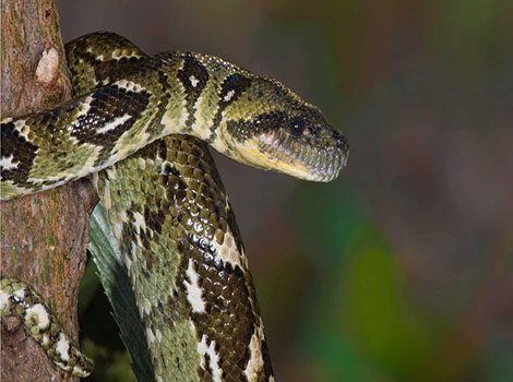 Madagascar Tree Boa coiled on branch in forest
