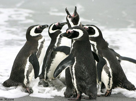 Magellanic penguin coastal habitat and rocky shores