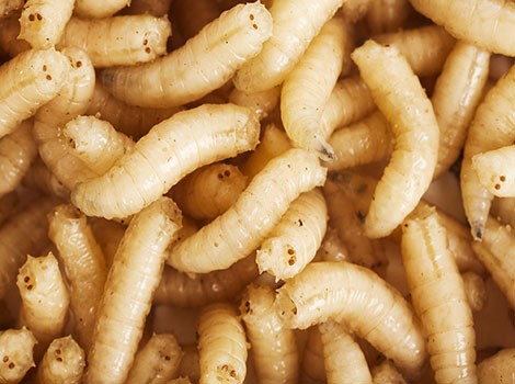 Maggots have elongated, cylindrical bodies
