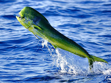 mahi-mahi with colorful body