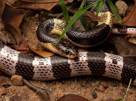 Malayan Krait black and white bands in forest