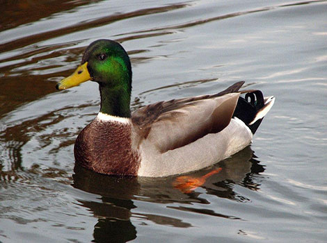 mallard drake and lake habitat