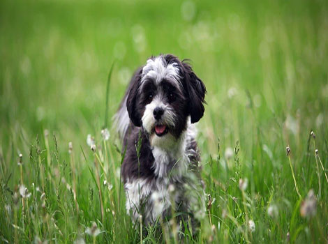 Maltese Shih Tzu dog is standing in a grassy field