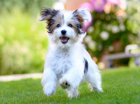 An energetic Malteagle is running through a grassy area