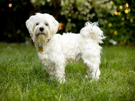 maltese dog fluffy white fur and companion pet characteristics