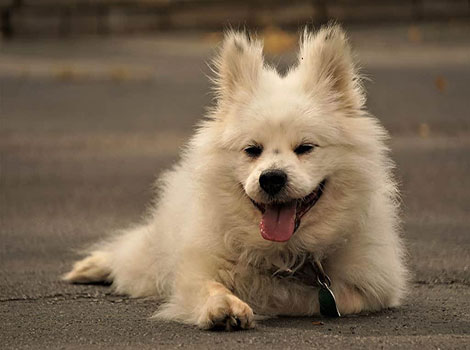 Maltipom dog fluffy coat and compact body