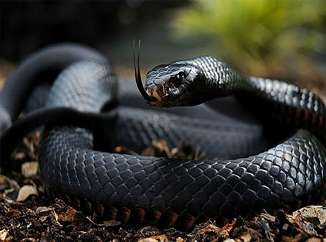 Black Mamba speed and savanna movement