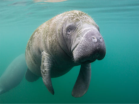 manatee species and habitat in warm waters