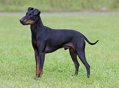 Manchester Terrier is standing on a grassy field