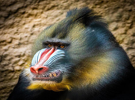 A close-up of a mandrill with vibrant blue and red facial features