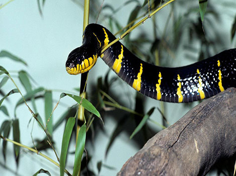 Mangrove snake body and habitat